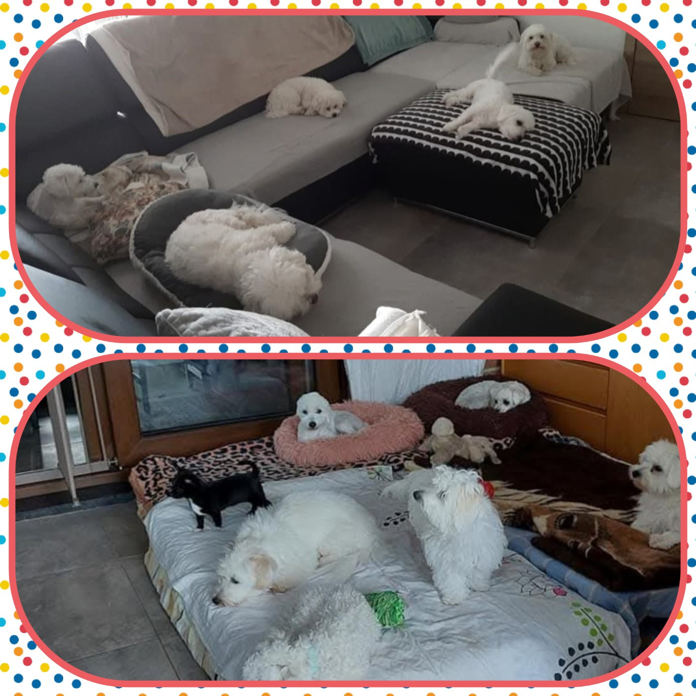 RETRAITEE RECHERCHE DOUX PANIER