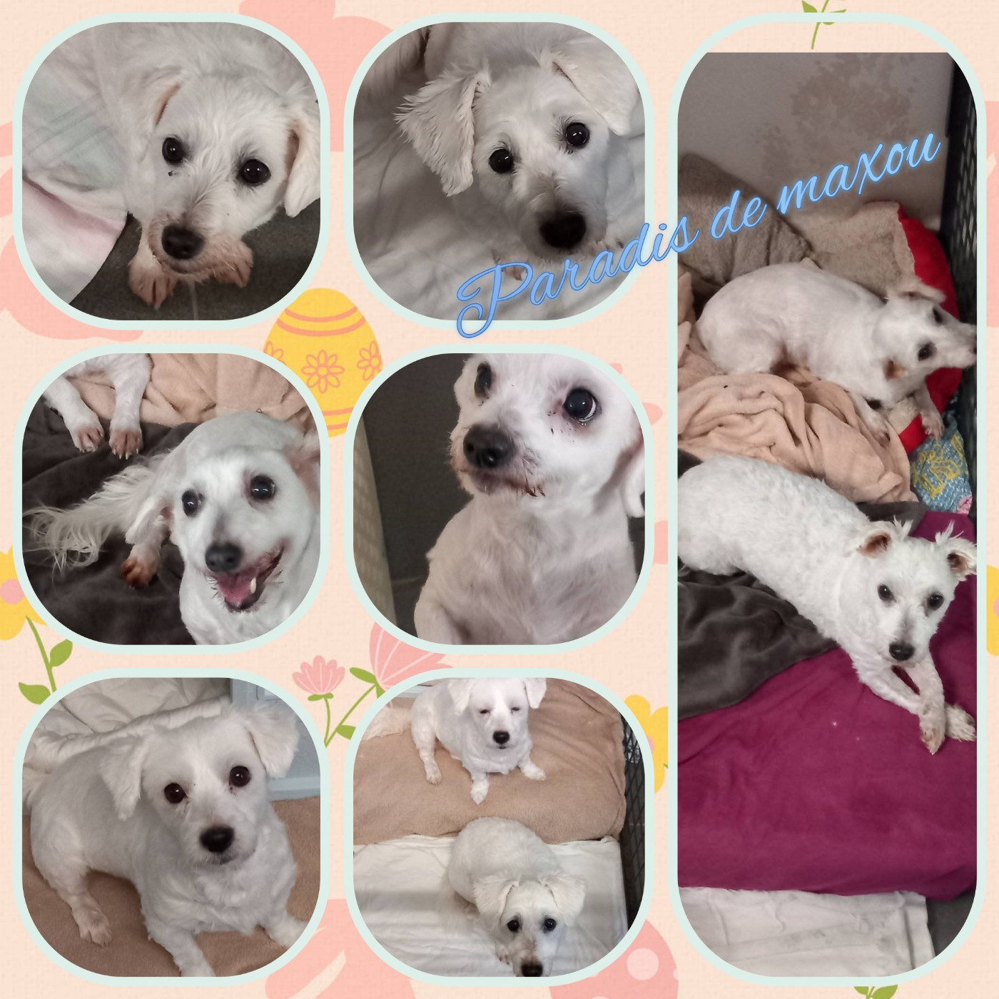 RETRAITEE RECHERCHE DOUX PANIER