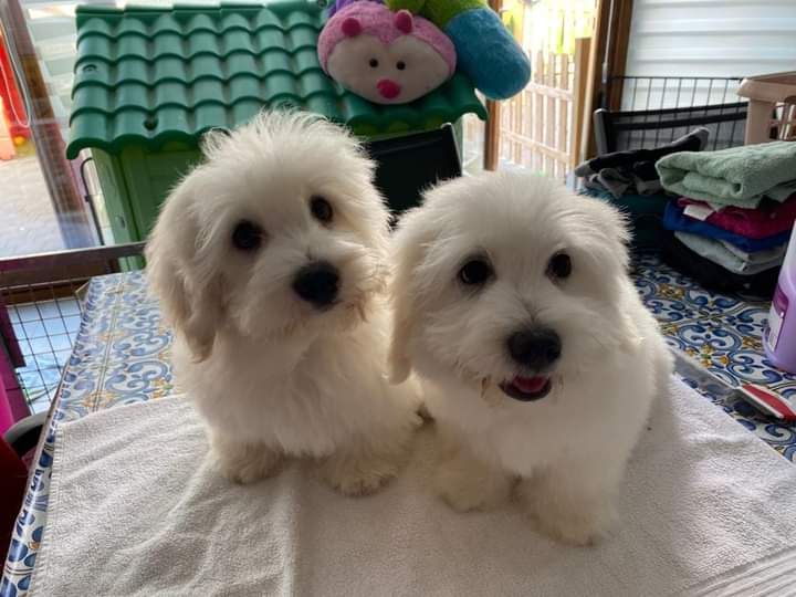 Du paradis de maxou - Chiots disponibles - Coton de Tulear